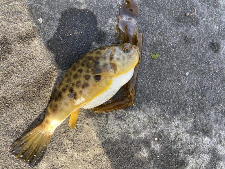 なんとか釣れた