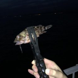 まずめ時のカサゴ