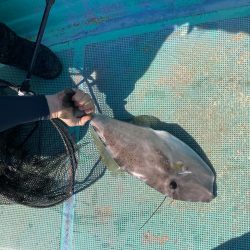 浅川沖でカワハギ
