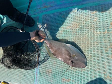 浅川沖でカワハギ