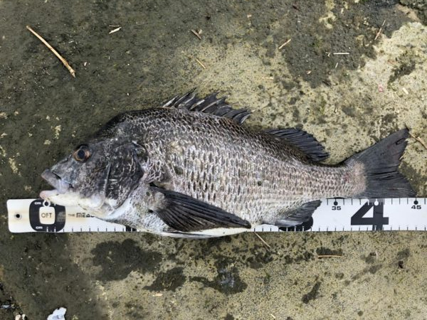 イチノ兄弟、釣果！