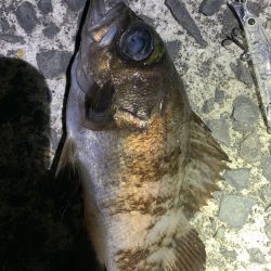 メバルサイズは出ず…