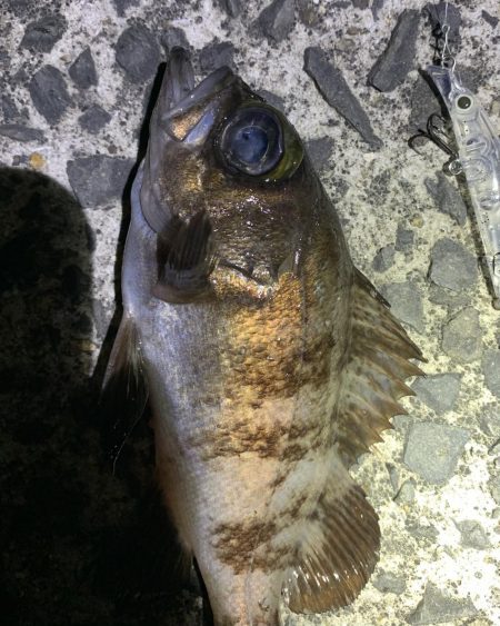 メバルサイズは出ず…