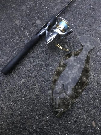 癒やしのガッシー