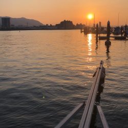 初ウマヅラハギ35センチ