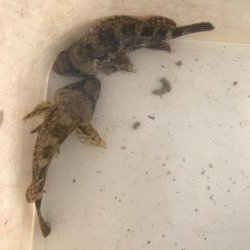 パワーグラブでガシラ釣り