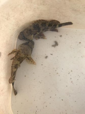 パワーグラブでガシラ釣り