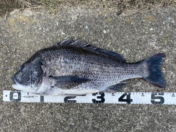 イチノ兄弟、釣果！