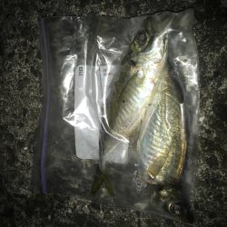 投げサビキで良型アジGET