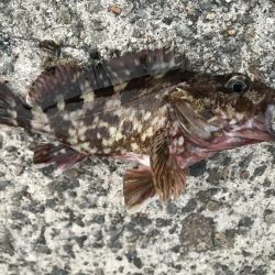 今日も底物だけ…