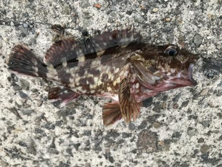 今日も底物だけ…