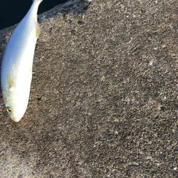 小型青物回遊中