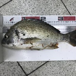 ナイトシーバス