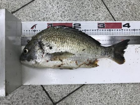 ナイトシーバス