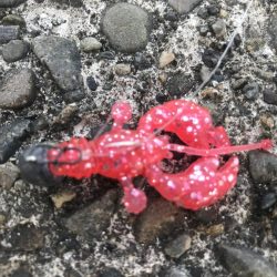 クローワームでディゲーム