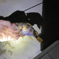 自己新記録 尺手前ガッシー