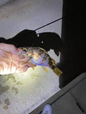 自己新記録 尺手前ガッシー