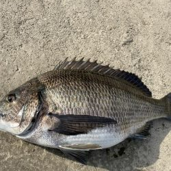 イチノ兄弟、釣果!