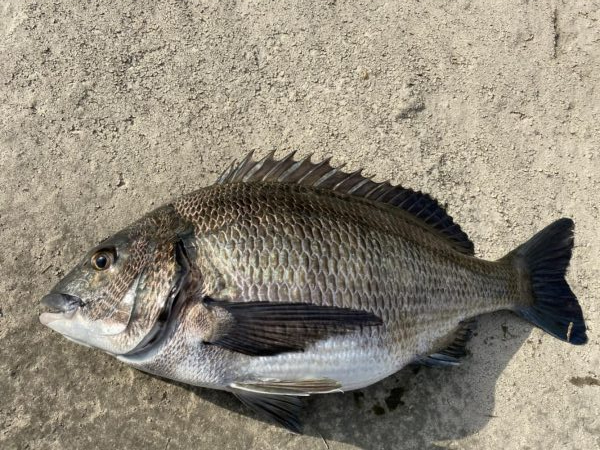 イチノ兄弟、釣果！