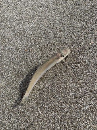 ライトタックルで