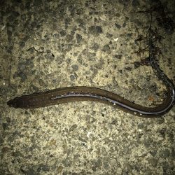 ブリ 98cm ゲット❗️