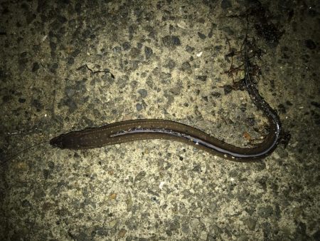 ブリ 98cm ゲット❗️