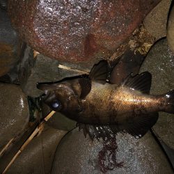 風裏ゴロタフロート