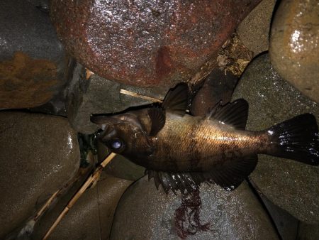 風裏ゴロタフロート