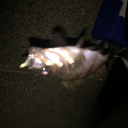 たまにはメバリング