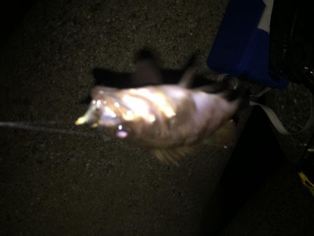 たまにはメバリング