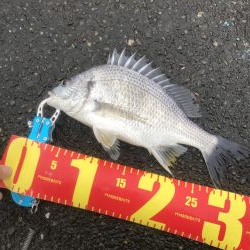 ヘチ釣りでキビレGET