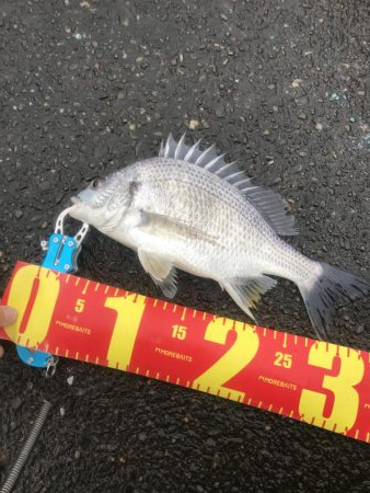 ヘチ釣りでキビレGET