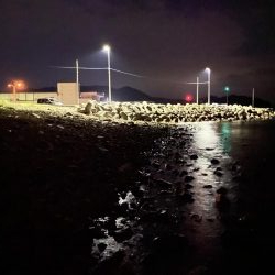 メバル釣れてます！