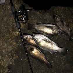 今年最終メバリング