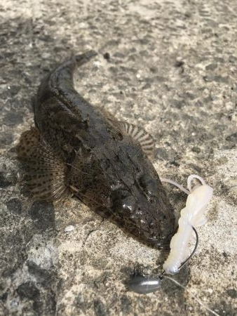 フラットフィッシュのディゲーム