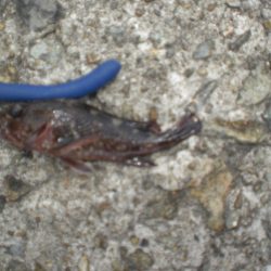 今日もアイナメ