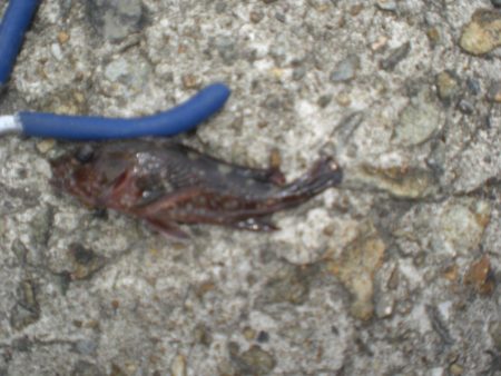 今日もアイナメ