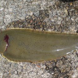 今日もアイナメ