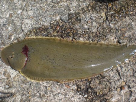 今日もアイナメ