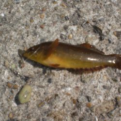 今日もアイナメ