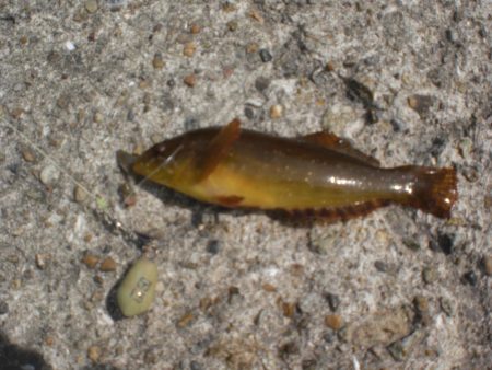 今日もアイナメ