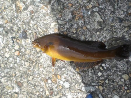 今日もアイナメ