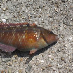 今日は淡路島で