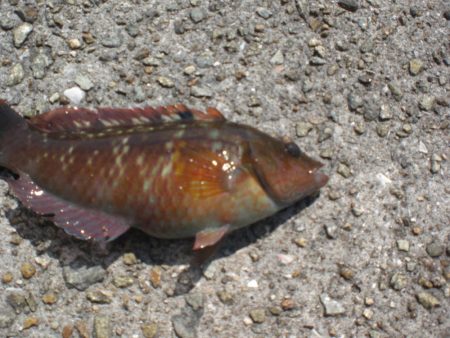 今日は淡路島で