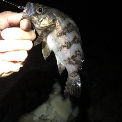 爆風メバリング