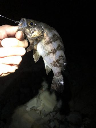 爆風メバリング