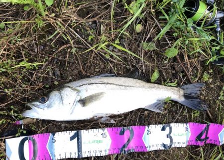 朝マズメシーバス