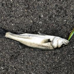 金系ルアー縛り