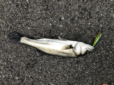 金系ルアー縛り