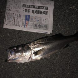 またチューバスでした。